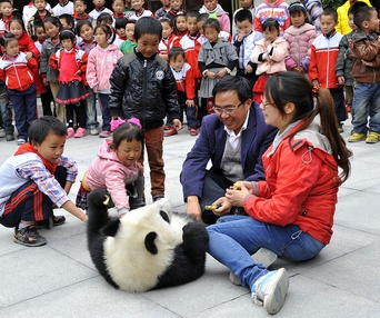 Une scène du film Pandas 3D