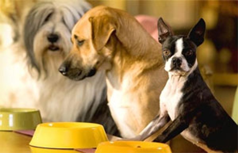 Scène du film Hotel for Dogs