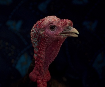 Image du film Une langue universelle