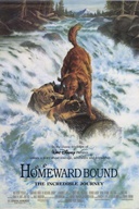 Affiche du film Retour au bercail