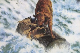 Affiche du film Homeward Bound: The Incredible Journey