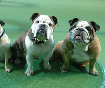 Scène du film Daniel et les Superdogs