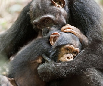 Une scène du film Chimpanzee