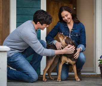Une scène du film A Dog's Way Home