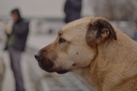 Une scène du film Stray