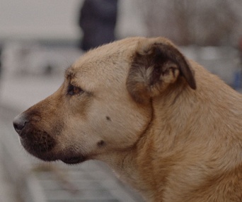 Une scène du film Stray