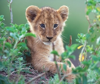 Une scène du film African Cats