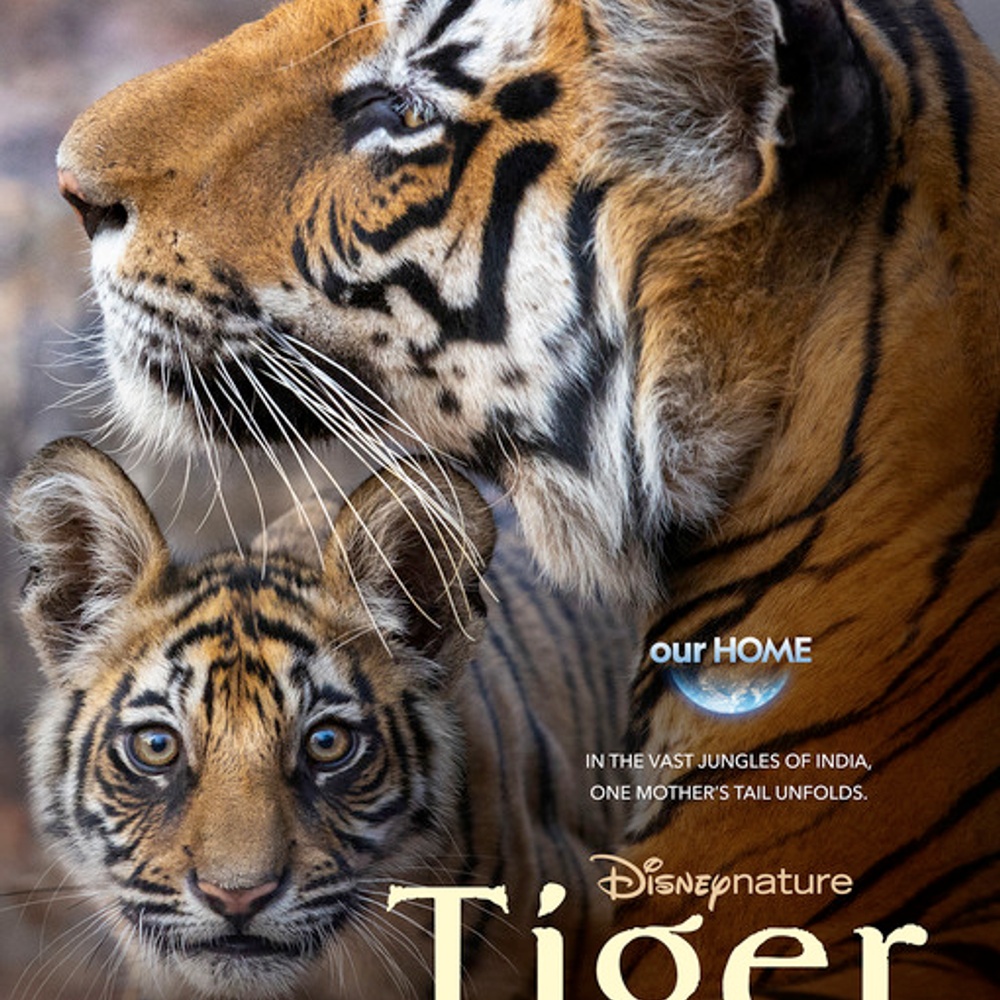 Affiche du film Tiger