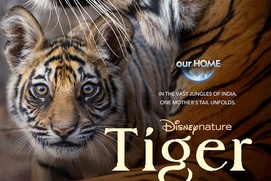 Affiche du film Tiger