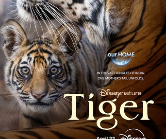 Affiche du film Tiger