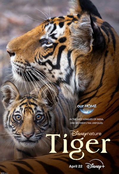 Affiche du film Tiger