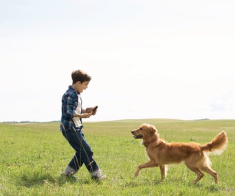 Une scène du film A Dog's Purpose