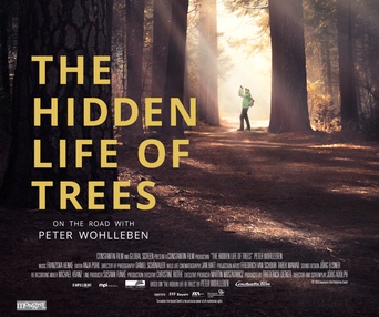 Affiche du film The Hidden Life of Trees