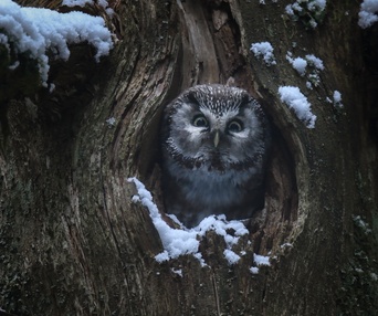 Image du film Le chant des forêts