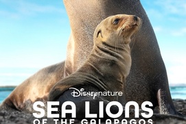 Affiche du film Sea Lions of the Galápagos Affiche du film Sea Lions of the Galápagos