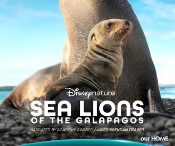Affiche du film Sea Lions of the Galápagos