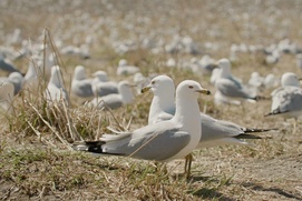 Image du film Les héritiers
