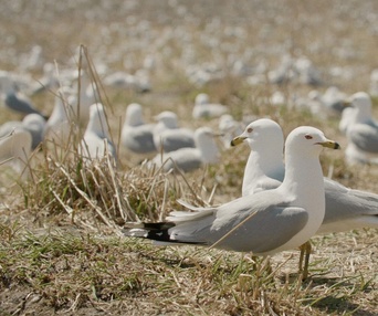 Image du film Les héritiers