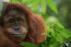 Image du film Orangutan