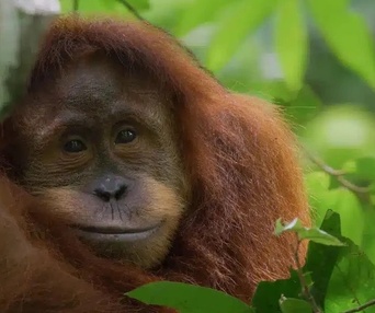 Image du film Orangutan