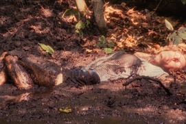 Image du film Cauchemar conseil