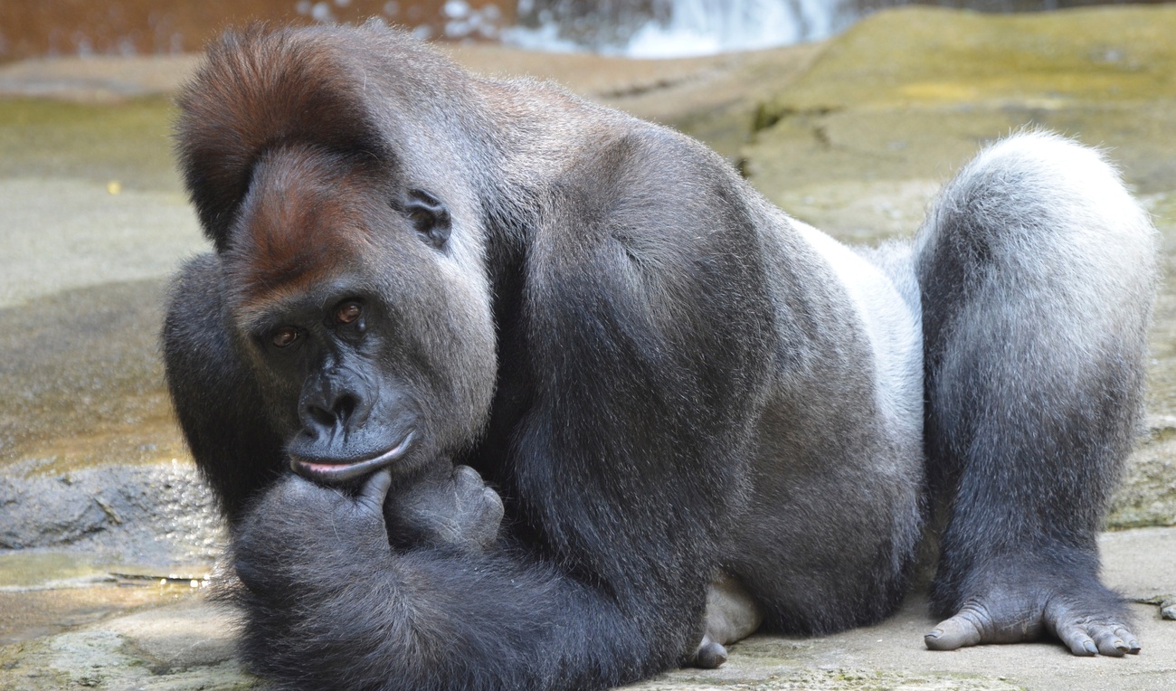 Les stars s'expriment suite à l'exécution du gorille au zoo de Cincinnati