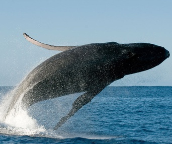 Une scène du film Oceans