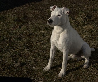 Scène du film Daniel et les Superdogs