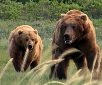 Scène du film Grizzly Man