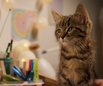 Une scène du film Mon chat et moi, la grande aventure de Rroû