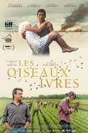 Affiche du film Les oiseaux ivres