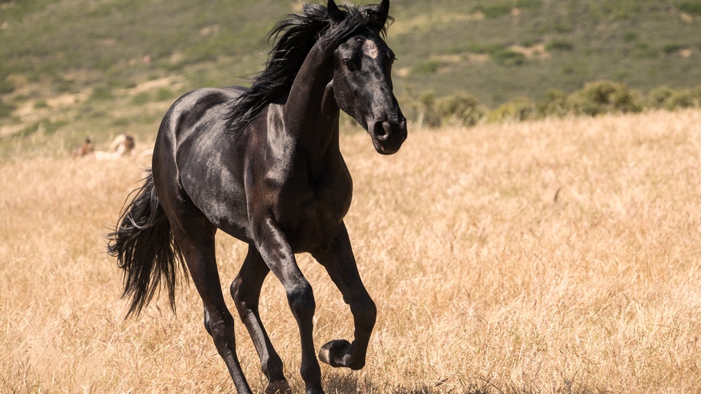 Une scène du film Black Beauty