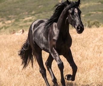 Une scène du film Black Beauty