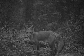 Image du film Dans la forêt Image du film Dans la forêt