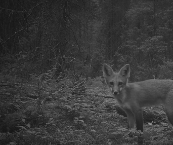 Image du film Dans la forêt