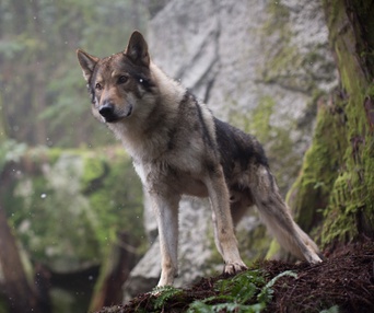 Une scène du film Alpha