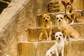Scène du film Beverly Hills Chihuahua