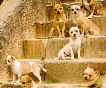 Scène du film Beverly Hills Chihuahua