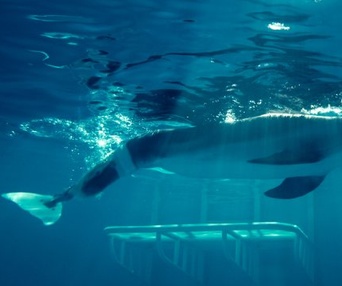 Une scène du film Dolphin Tale