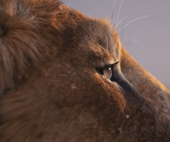 Une scène du film Mufasa: The Lion King