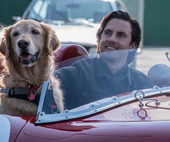 Une scène du film The Art of Racing in the Rain