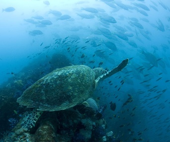 Une scène du film Oceans