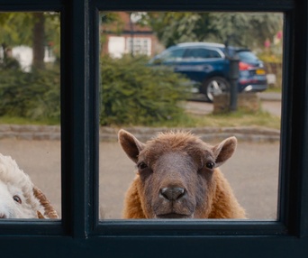 Images de The Sheep Detectives