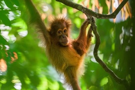 Image du film Orangutan