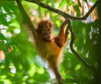 Image du film Orangutan