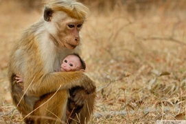 Une scène du film Monkey Kingdom Une scène du film Monkey Kingdom