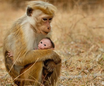 Une scène du film Monkey Kingdom