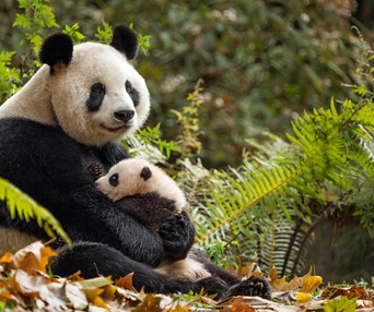 Une scène du film Born in China