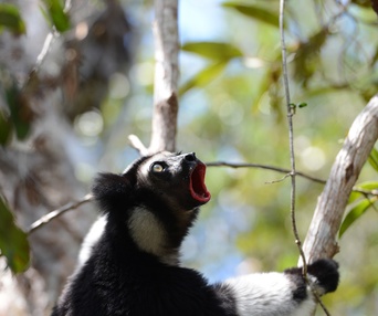 Une scène du film Island of Lemurs: Madagascar