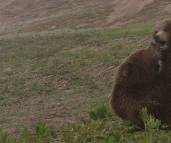 Une scène du film Terre des ours